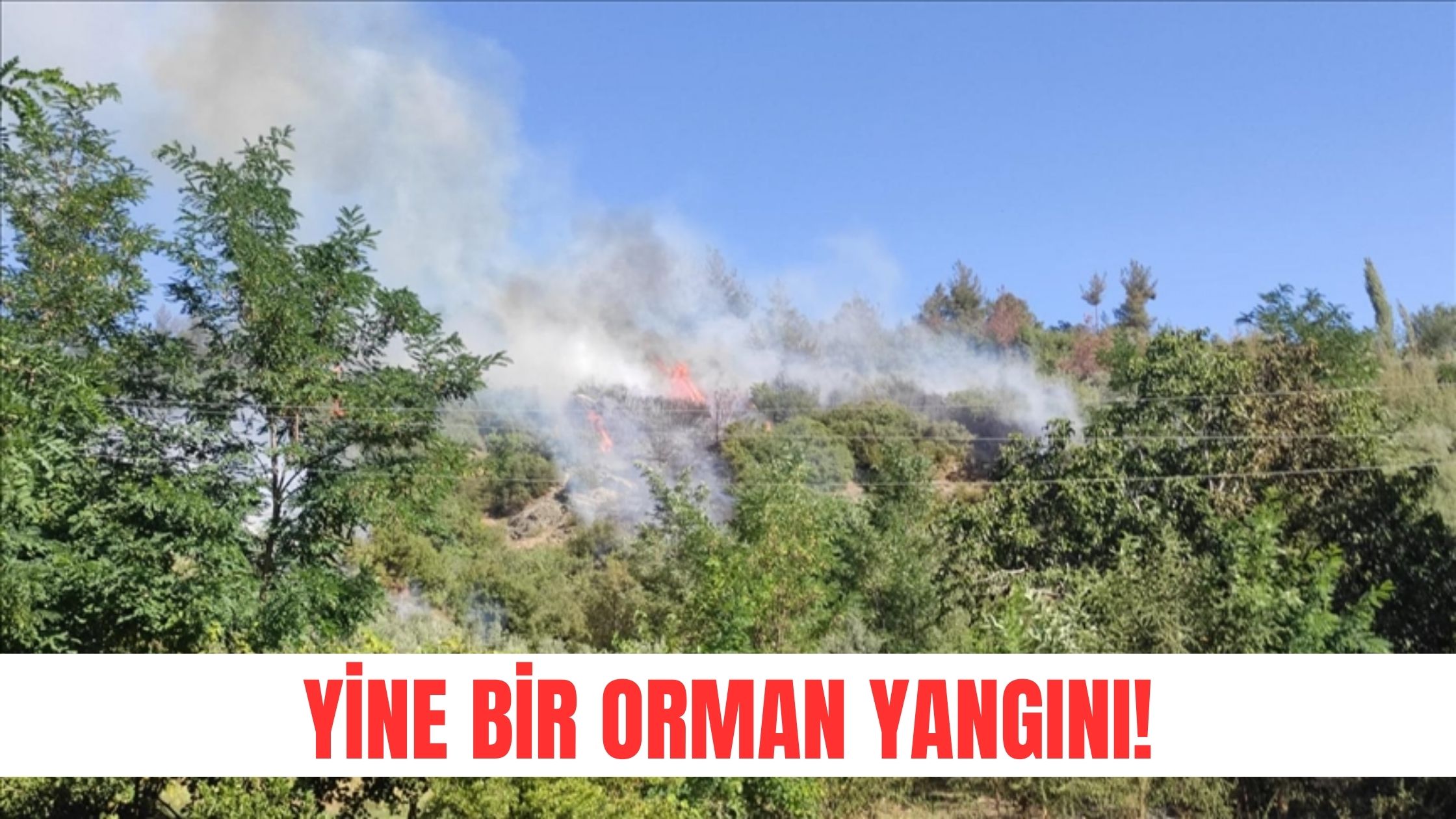 Alevler Panik Yarattı… Yine Bir Yangın Haberi!